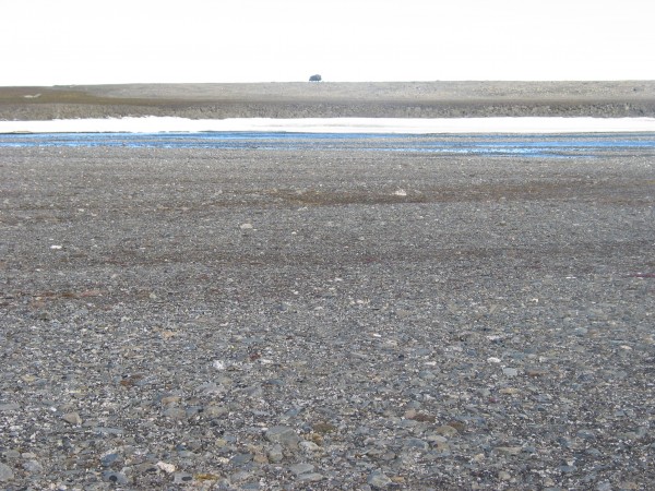 Musk Ox at Base Camp - they will charge if provoked, and usually come ...