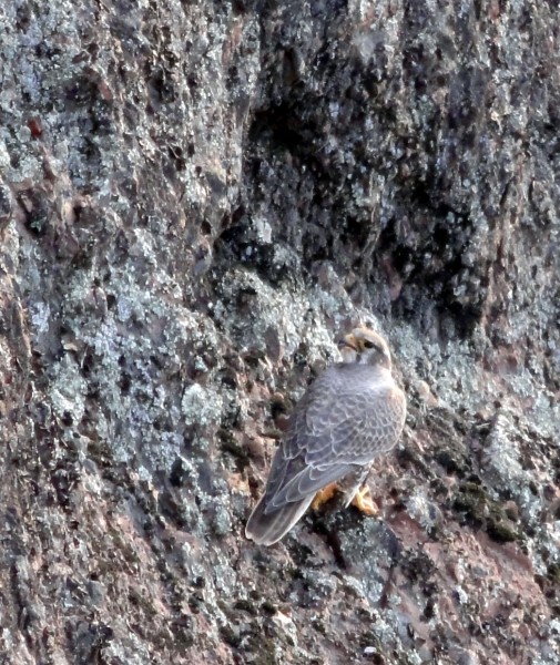 Falcon that chilled for a bit near us.