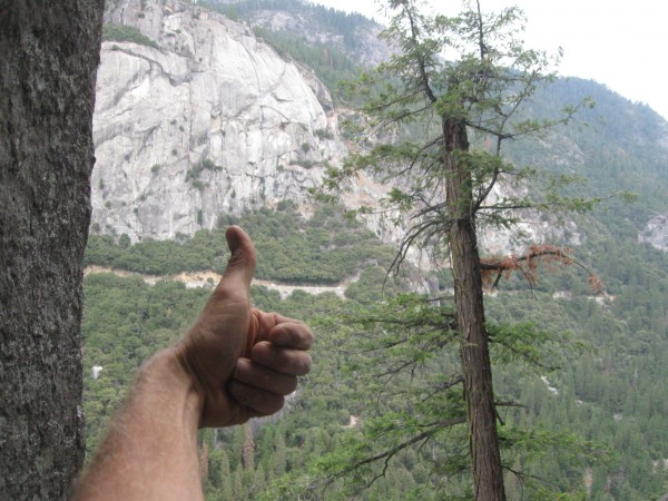 This tree was so happy for us  that its head blew off, it threw its ha...