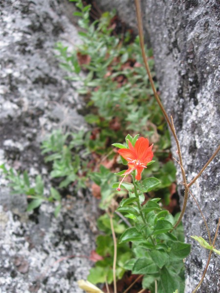 The flowers that grow from the moss are beautiful indeed.