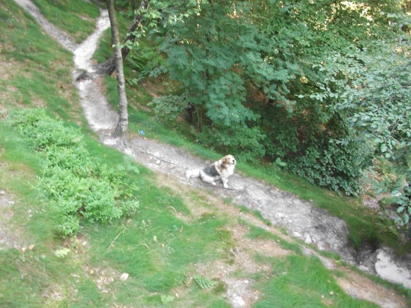 Our feces covered pet, waiting for the tourists who arrived