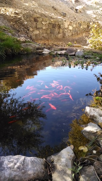 Another spring someone has stocked with koi.