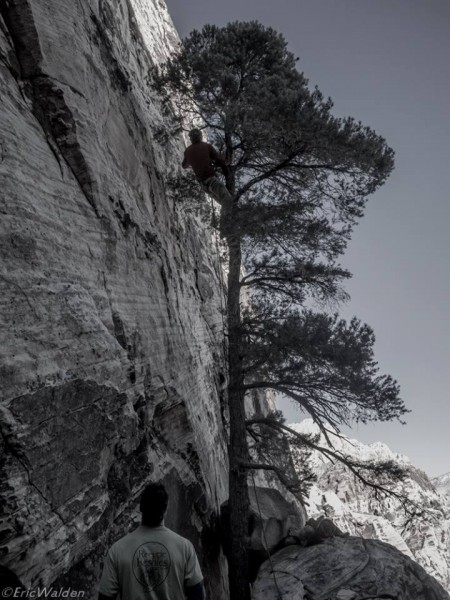 climbing the tree to clip bolt 1