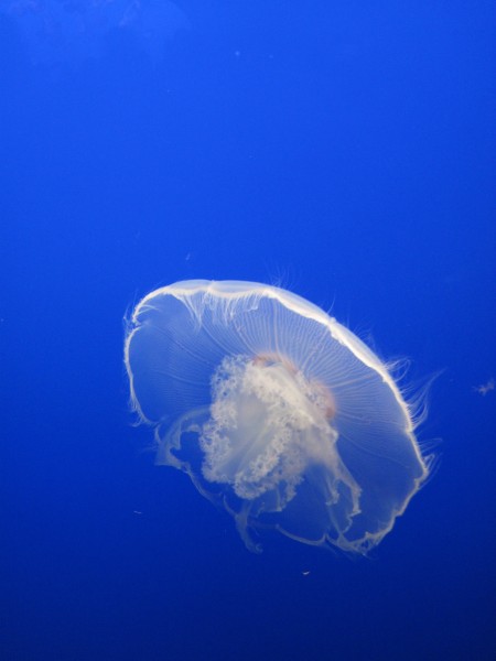 Requisite spring break trip to the Monterey Bay Aquarium &#40;3/26/14&#41;.