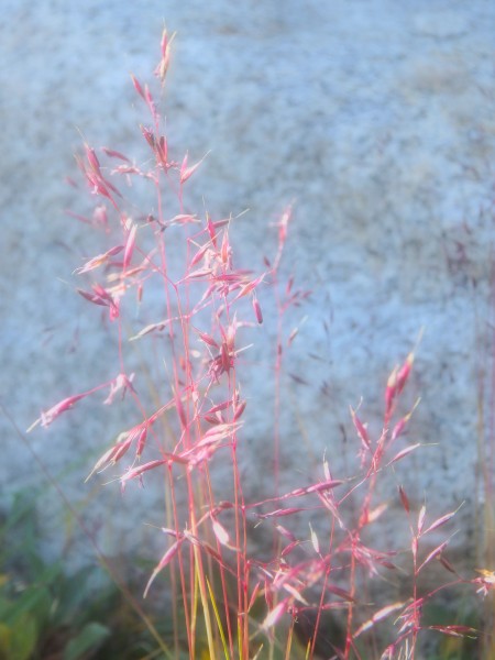 August is spring in high country