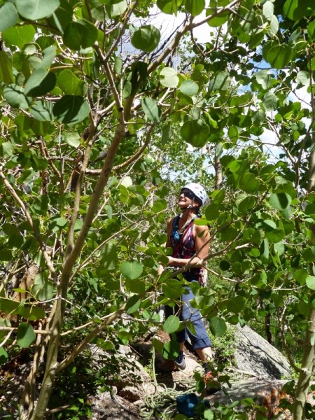 Jungle Belay