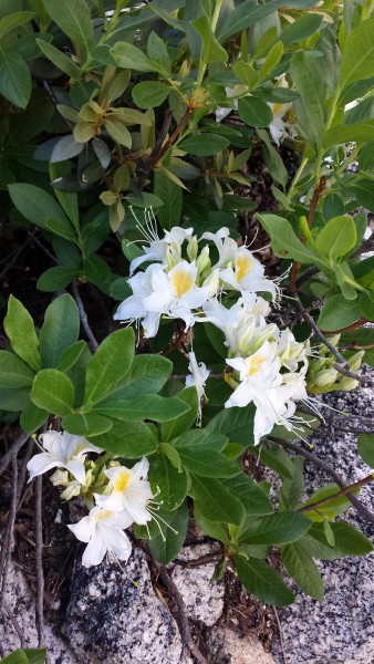 Rhodendrons on the way up