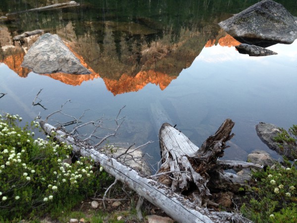 Chipmunk Perch in reflection.