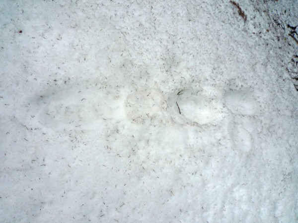 Bear prints near Snow Creek &#40;a mile West of summit of Mt Watkins&#...
