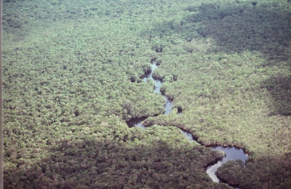 Dugout canoes transported us up this tributary of the Orinoco to basec...