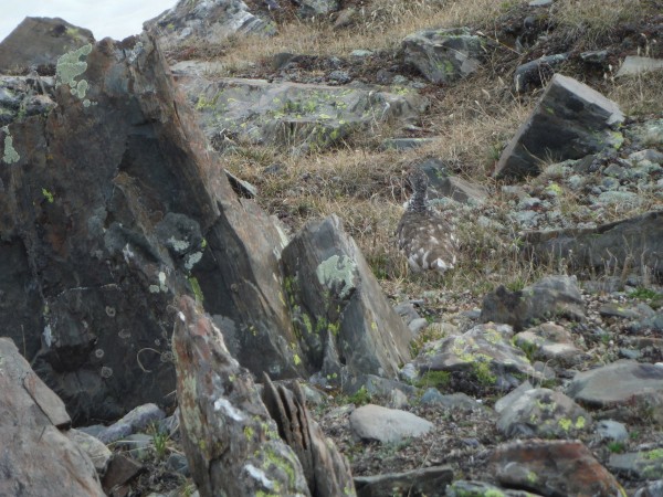 Ptarmigan