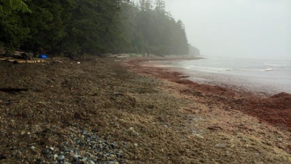 3.2 blankets of seaweed and kelp aka the silage pits.