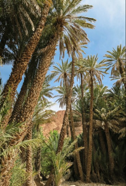 Date trees in the middle of an oases