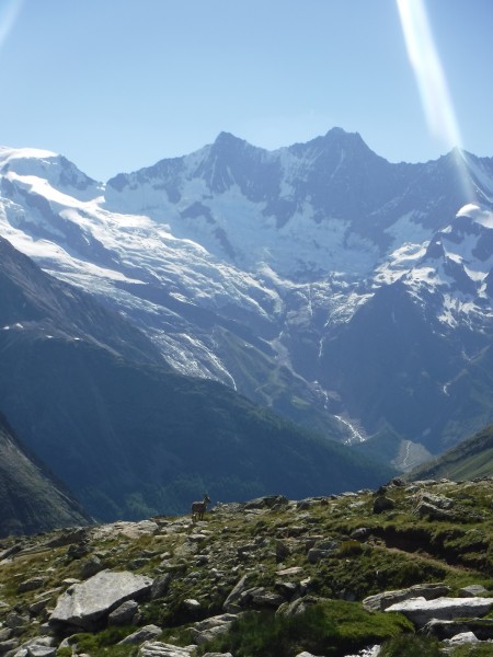 view from the hut, with our favorite mountain goat still keeping its e...