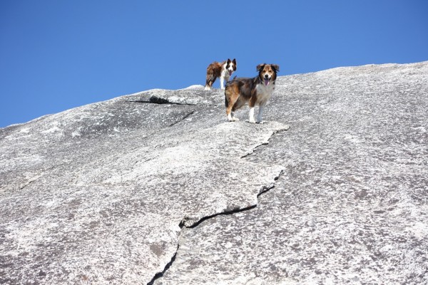 Bodie and Ande on the FA of Crystal Canine.