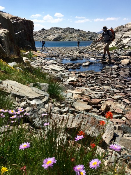 Wild flowers at nearly 12,000 feet on the way from Goddard Creek Canyo...