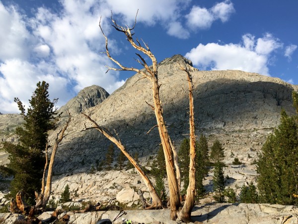 Cool tree at sunset on the east end of a lake in Goddard Creek Canyon ...