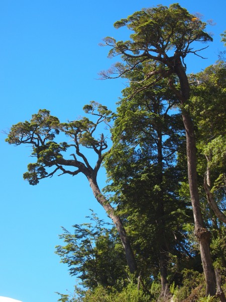 Avatar trees in Valle Exploradores