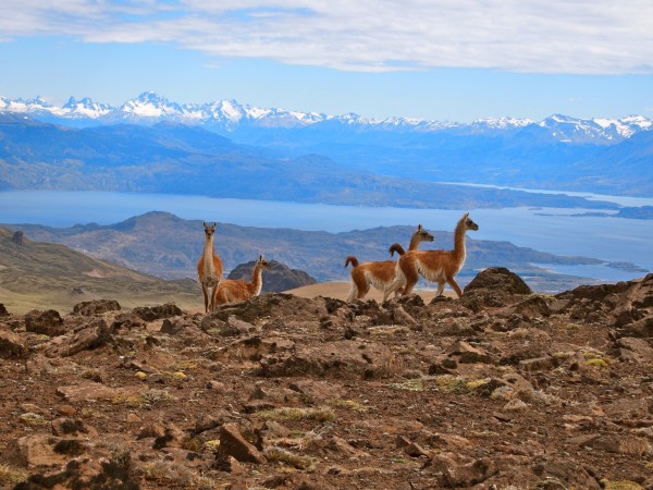 Guanacos high above Lago General Carrera