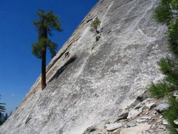 The Tree in greener days.