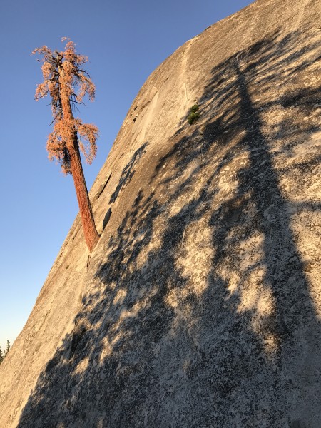 The Tree as of 6/30/17