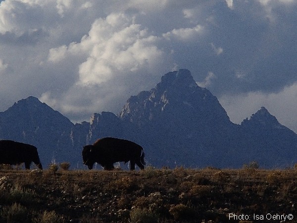 The magnificent Grand Teton