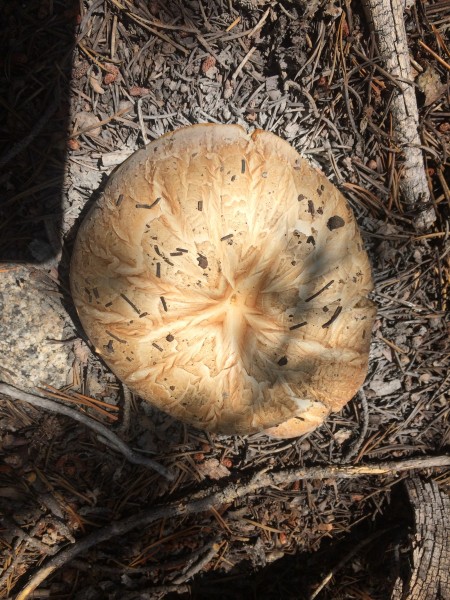 Bunt Cake on hike out