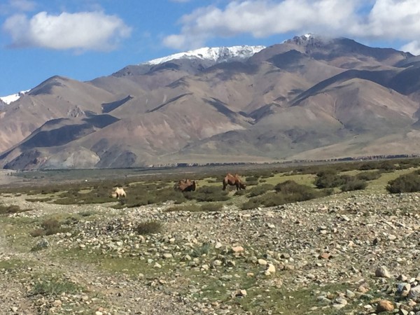 Bactrian camels as we approach the foot of the Sauyr Range. Photo Ed H...