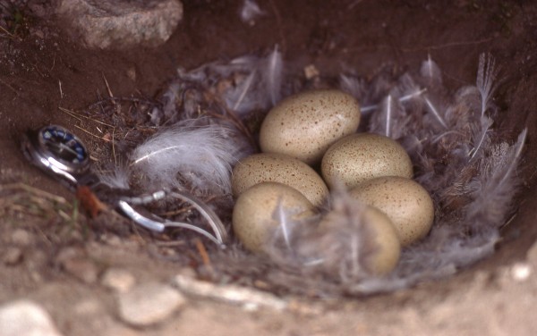 Ptarmigan eggs with wristwatch for scale