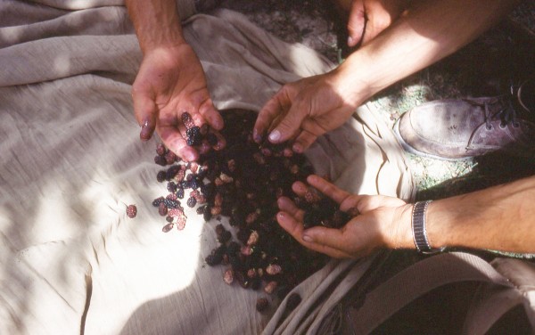 Mulberries galore