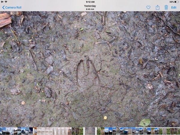 Huemul track