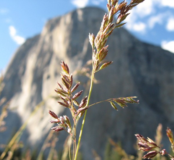 Spring flower in El Cap Meadow.