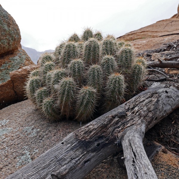 cactus in the snow