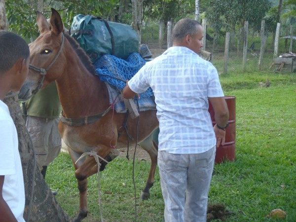 Our rank mule, note tied foot to keep still while packing