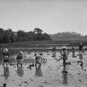 Japanese rice planting in the 1890s