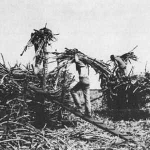 Chinese contract labourers on a Hawaiian sugar cane plantation in the ...