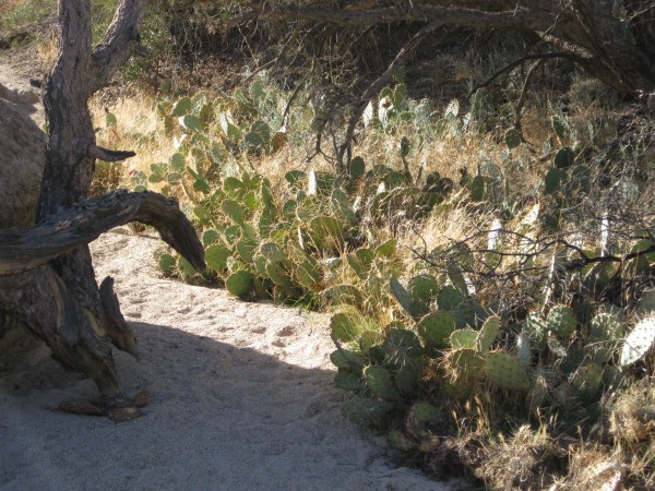 Cacti in the Wonderland of Rocks