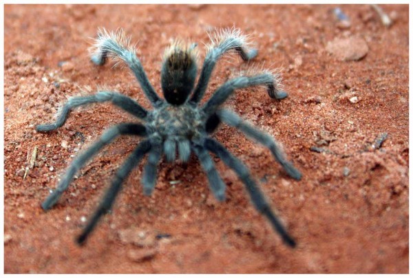 Desert Tarantula