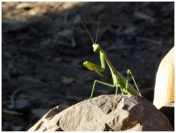 Praying Mantis