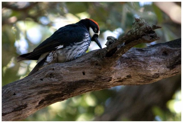 Acorn Woodpecker