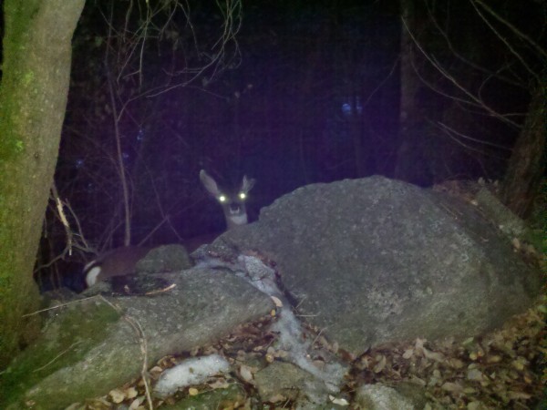 I think this is a mountain lion.