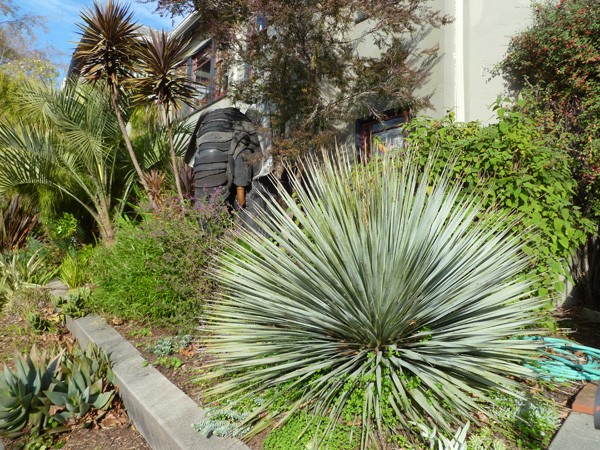 Grazing in the shrubbery...