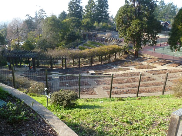 Our unintentional destination, the Berkeley Rose Garden.. dormant most...