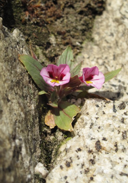 January Blooms