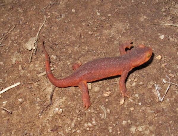 The Newt.