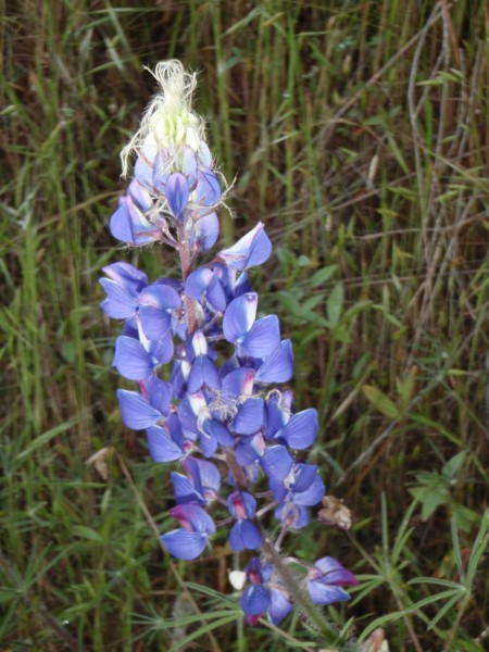 Easter Sunday lupin