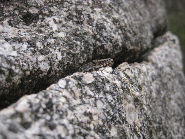 Small lizard guarding a crack.