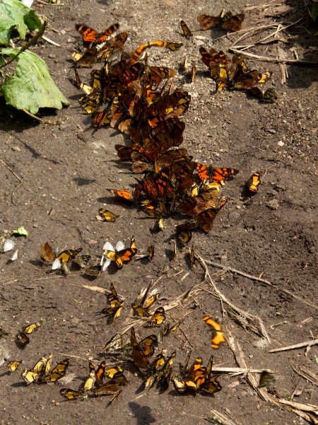 Butterflys on the trail