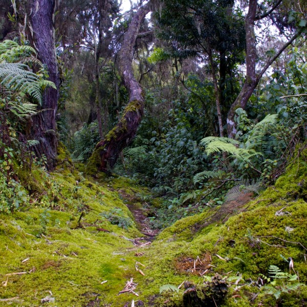 Sphagnum moss on the floor of the upper podocarp forest.