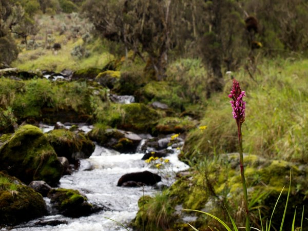 Orchid on the banks of the Bujuku river.